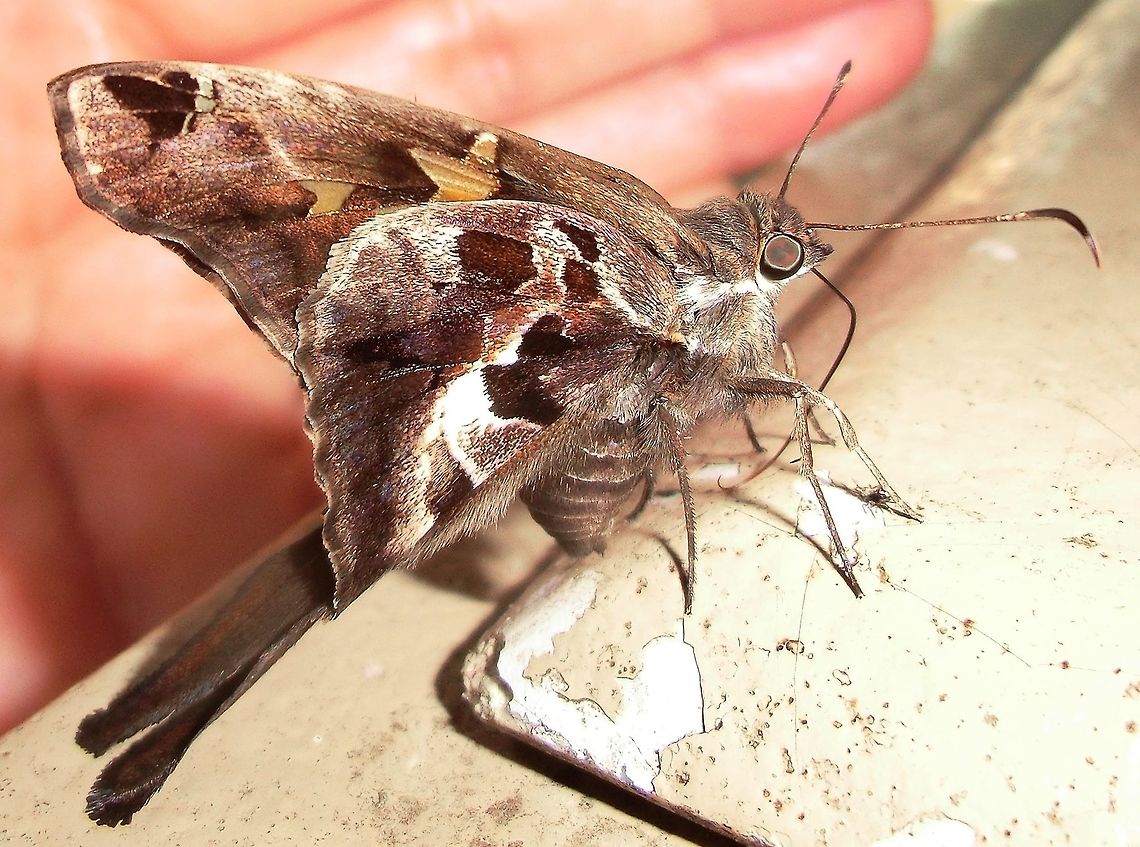 Zilpa Longtail - Yucatan A beautiful large butterfly that came to visit us as we rested in the shade of a cafe at the Chichen Itza ruins in Mexico. Butterfly,Chioides zilpa,Geotagged,Mexico,Summer,Yucatan,Zilpa Longtail,longtail