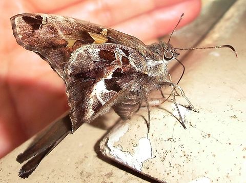 Zilpa Longtail - Yucatan A beautiful large butterfly that came to visit us as we rested in the shade of a cafe at the Chichen Itza ruins in Mexico. Butterfly,Chioides zilpa,Geotagged,Mexico,Summer,Yucatan,Zilpa Longtail,longtail