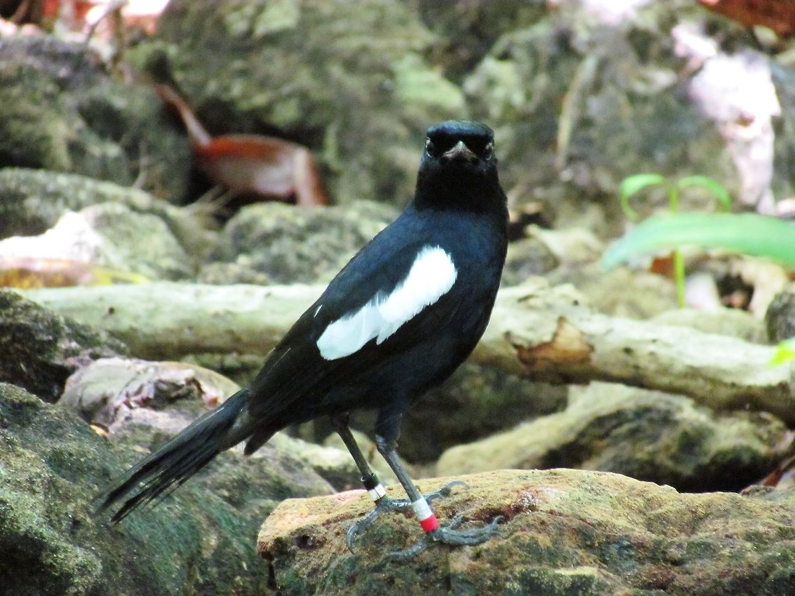 Seychelles Magpie-robin The quality of the photo isn't great, but the bird is one of less than 300 individuals on planet earth! It is restricted to a handful of tiny islands in the Seychelles - I saw this one on Cousin. Once you get to Cousin, they are not that hard to find, but getting there is not that easy (only by boat and you land in the surf - there is no pier). Still, considering how endangered they are, they are friendly and curious. Copsychus sechellarum,Cousin island,Geotagged,Seychelles,Seychelles magpie-robin,Spring