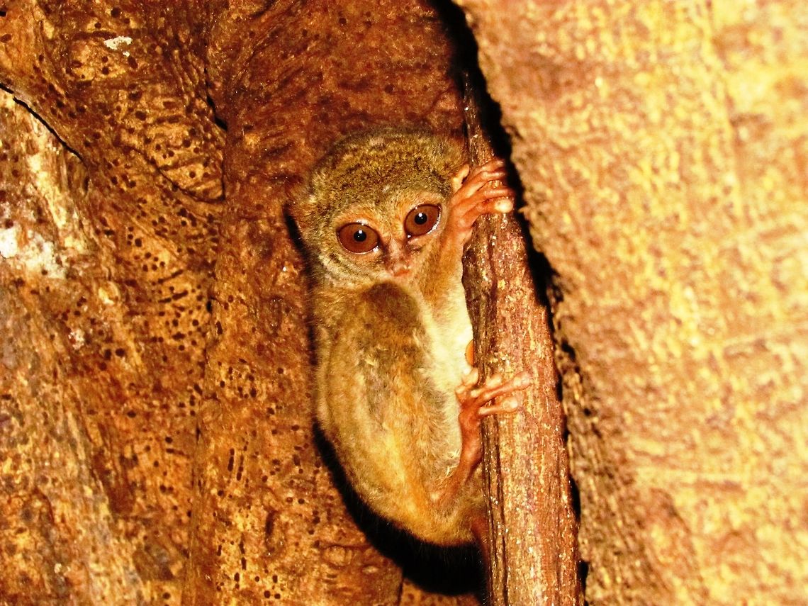 Spectral Tasier I also saw this one in Tangoko National Park on Sulawesi, Indonesia (just like one of the other photos!) Fall,Geotagged,Indonesia,Spectral tarsier,Sulawesi,Tangoko NP,Tarsius spectrum,Tarsius tarsier
