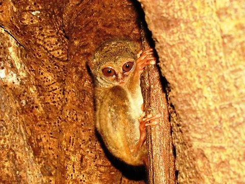 Spectral Tasier I also saw this one in Tangoko National Park on Sulawesi, Indonesia (just like one of the other photos!) Fall,Geotagged,Indonesia,Spectral tarsier,Sulawesi,Tangoko NP,Tarsius spectrum,Tarsius tarsier