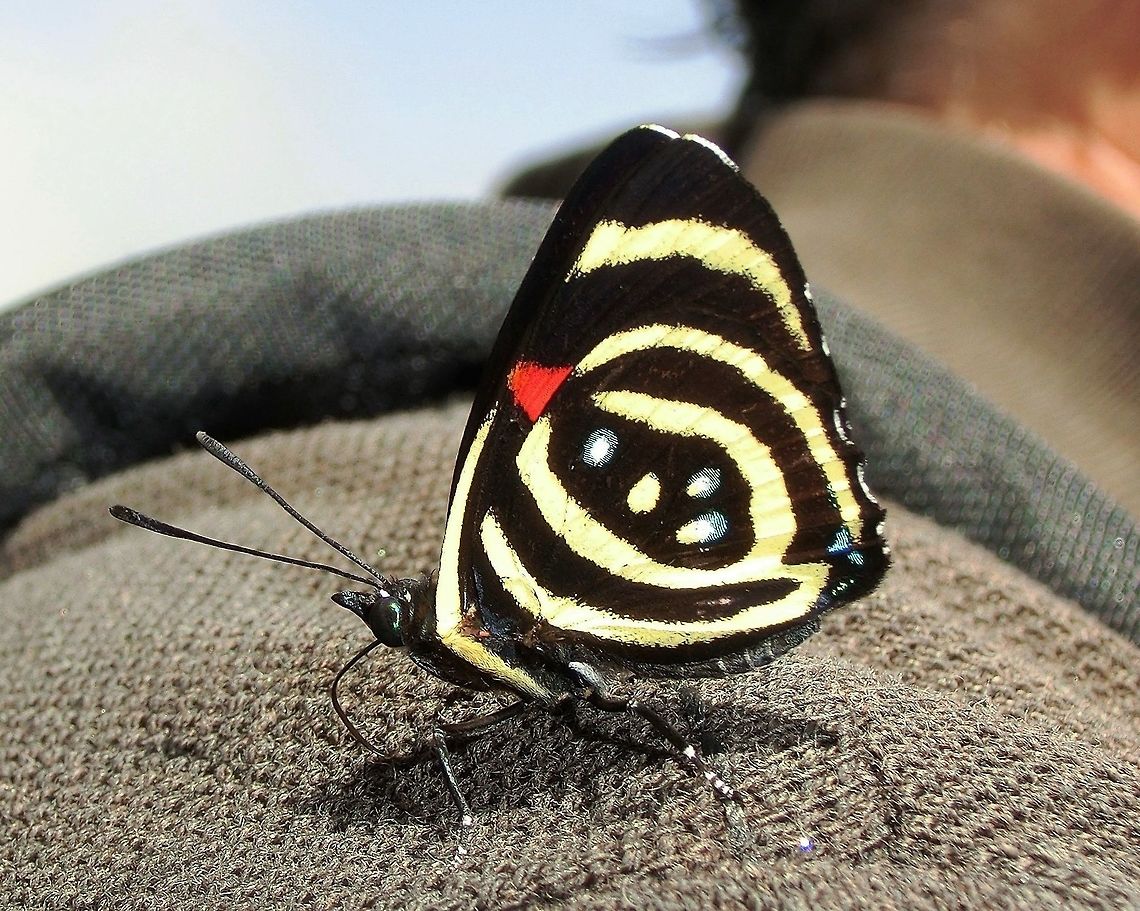 Little Calicore or 88 butterfly This one liked me so much it landed on my shoulder at Iguazu National Park, Brazil. It probably wasn't my charm or wit though, it was more likely the sweat in my shirt! Brazil,Callicore hydaspes,Geotagged,Hydaspes eighty-eight,Iguazu falls,Summer