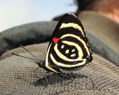 Little Calicore or 88 butterfly This one liked me so much it landed on my shoulder at Iguazu National Park, Brazil. It probably wasn't my charm or wit though, it was more likely the sweat in my shirt! Brazil,Callicore hydaspes,Geotagged,Hydaspes eighty-eight,Iguazu falls,Summer