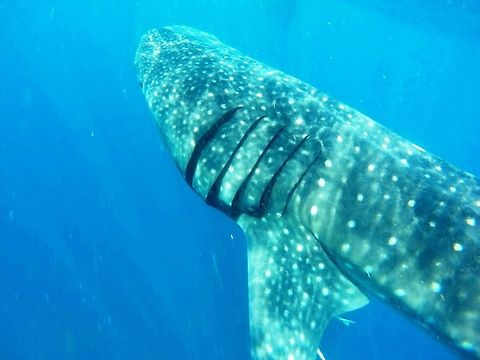 Whale Shark I saw and photographed this one while snorkeling with them off the coast of the Yucatan at a place called Holbox. They guarantee the chance to snorkel with one if you go there in August and it is incredible to be in the water swimming with them. Geotagged,Mexico,Rhincodon typus,Whale shark,Winter