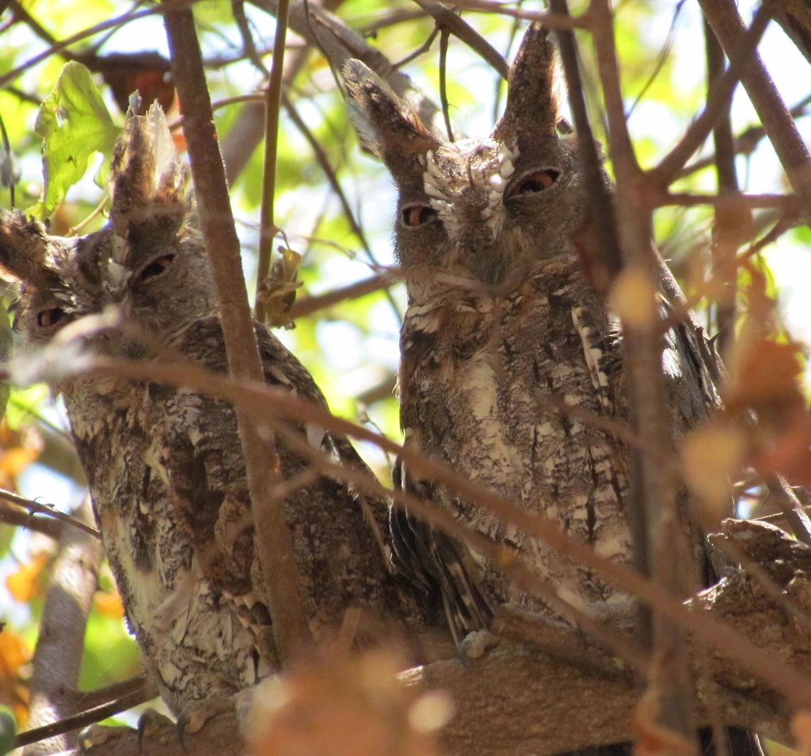 Moluccan Scops Owl Juveniles - Not Looking Happy! These two juvenile Moluccan Scops Owls were pointed out to us by the guide while we were touring the island of Komodo. They didn&#039;t look thrilled to be disturbed. Geotagged,Indonesia,Komodo,Moluccan scops owl,Otus magicus,Spring