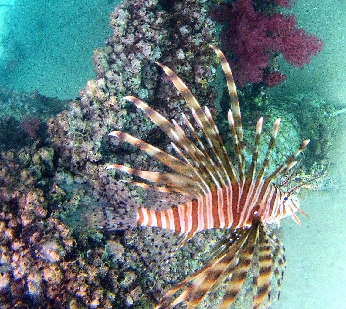 Common Lionfish Photographed with a GoPro held underwater from a pier in the Red Sea at Aqaba, Jordan  Aqaba,Geotagged,Jordan,Pterois miles,Pterois miles - common lionfish,Red Sea,Spring