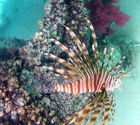 Common lionfish