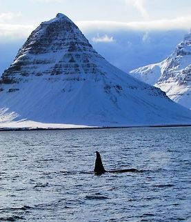 Icelandic landscape with Orcas On a one-week whale watching tour in Iceland in winter, after two unsuccessful tries, we finally saw orcas where they paraded around in front of our harbor and psoed for postcard shots like this in front of a famous Icelandic landmark at Grundarfjörður. Geotagged,Iceland,Killer whale,Orcinus orca,Winter