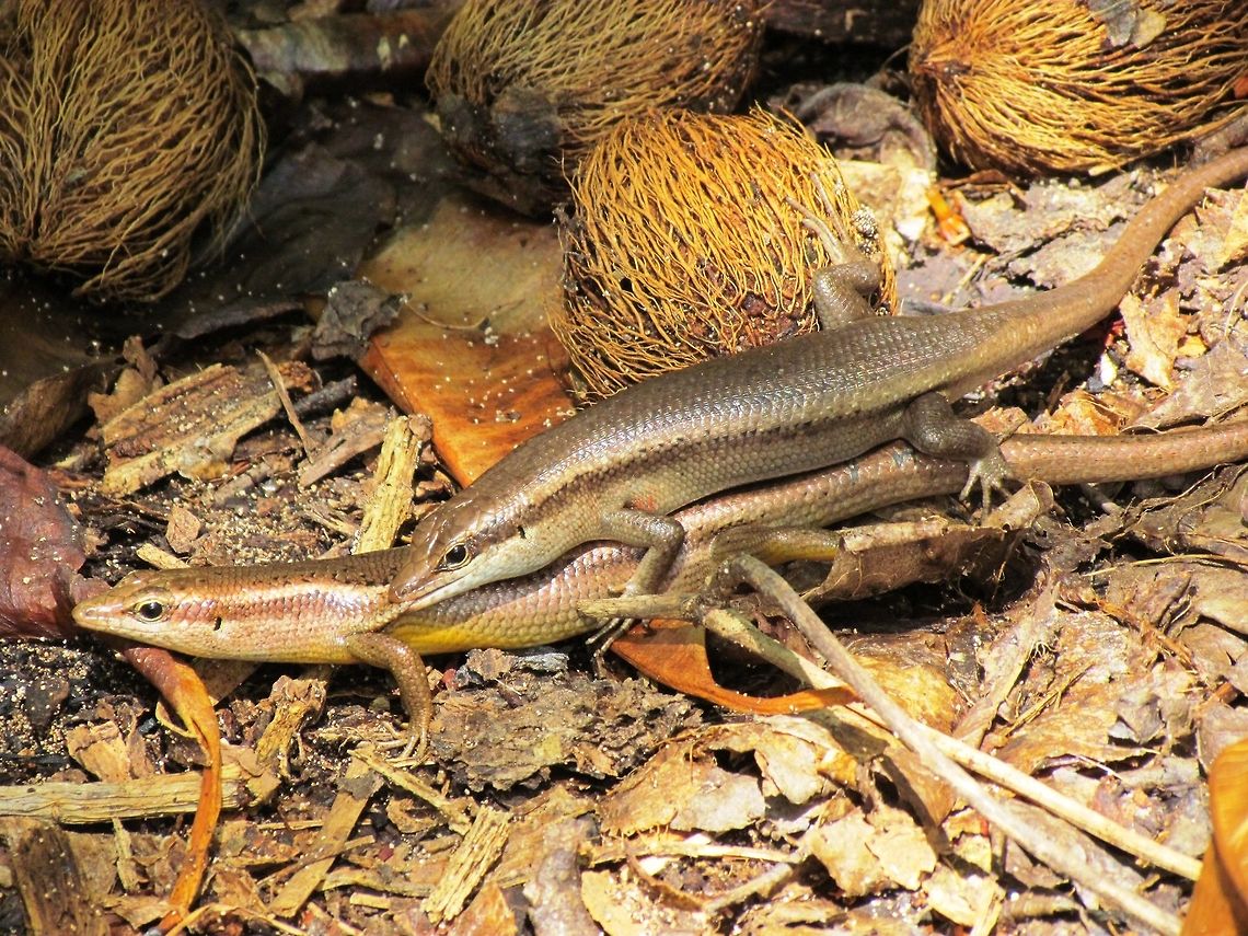 Seychelles Skink A small skink common throughout the Seychelles. Looks quite a bit like the Wright&#039;s Skink also found there (check my photos for oneof those) but this one has the obvious bicolored stripe that Wright&#039;s lacks. Geotagged,Seychelles,Seychelles skink,Spring,Trachylepis seychellensis