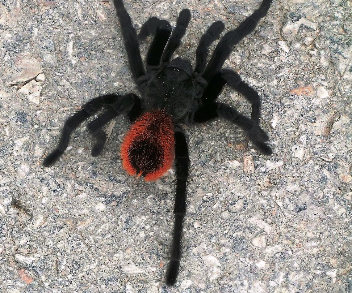 Yucatan Rustrump Tarantula These cross the roads in the early morning in the jungle of the Yucatan. We saw several of them on our early morning drive to the airport to fly home. Much to the consternation of the taxi driver, we made him stop for each one and we finally got a decent photo of this one finally  Brachypelma epicureanum,Geotagged,Mexico,Summer,Tarantula,Yucatan,Yucatan Rustrump