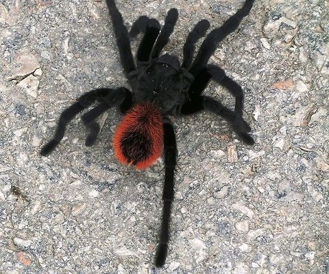 Yucatan Rustrump Tarantula These cross the roads in the early morning in the jungle of the Yucatan. We saw several of them on our early morning drive to the airport to fly home. Much to the consternation of the taxi driver, we made him stop for each one and we finally got a decent photo of this one finally  Brachypelma epicureanum,Geotagged,Mexico,Summer,Tarantula,Yucatan,Yucatan Rustrump