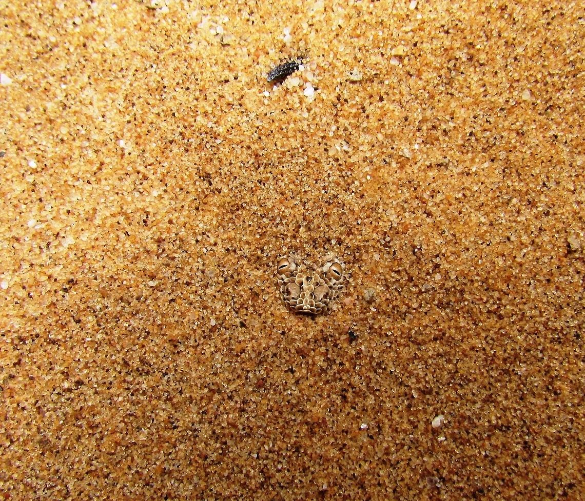 I Only Have Eyes For You - Namib Sidewinder This is their classic hunting pose, where they wait in the sand with only the eyes and nostril protruding. Impossible to see without a knowledgeable guide, we saw this one on the "Living Desert" tour. Don't touch though, they are venomous! Bitis peringueyi,Geotagged,Namibia,Spring,namib desert,sidewinder snake