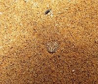 I Only Have Eyes For You - Namib Sidewinder This is their classic hunting pose, where they wait in the sand with only the eyes and nostril protruding. Impossible to see without a knowledgeable guide, we saw this one on the "Living Desert" tour. Don't touch though, they are venomous! Bitis peringueyi,Geotagged,Namibia,Spring,namib desert,sidewinder snake