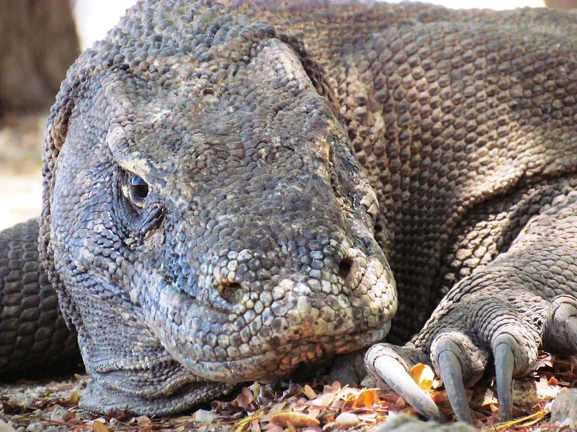 Komodo Klose-up A close up and personal view of the famous dragons of Komodo - this one was taken on the nearby island of Rinca. Geotagged,Indonesia,Komodo dragon,Rinca Island,Spring,Varanus komodoensis