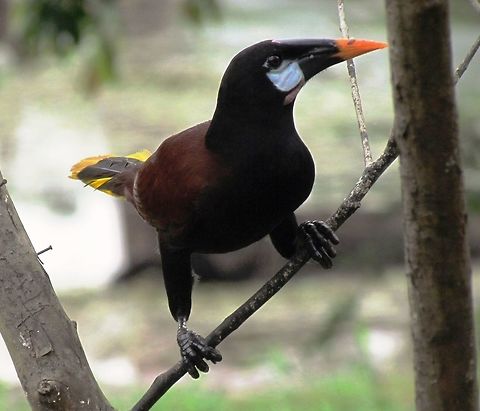 Montezuma Oropendola The biggest visitor to the fruit terrace of our jungle lodge - the Maquenque Lodge - he was boss. Costa Rica,Geotagged,Montezuma Oropendola,Psarocolius montezuma,Spring