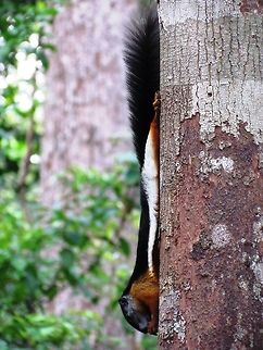 Prevost Squirrel in the Jungles of Borneo This beautiful squirrel came to an Orang Utan feeding platform in the jungle of Tanjung Puting National Park in Borneo to grab a snack before the stars showed up. Their coloration is amazing and you wonder how they don't all get eaten by predators! I would vote for this as most beautiful squirrel in the world. Anyone have other candidates? Borneo,Callosciurus prevostii,Geotagged,Indonesia,Prevost's squirrel,Spring,Tanjung Puting