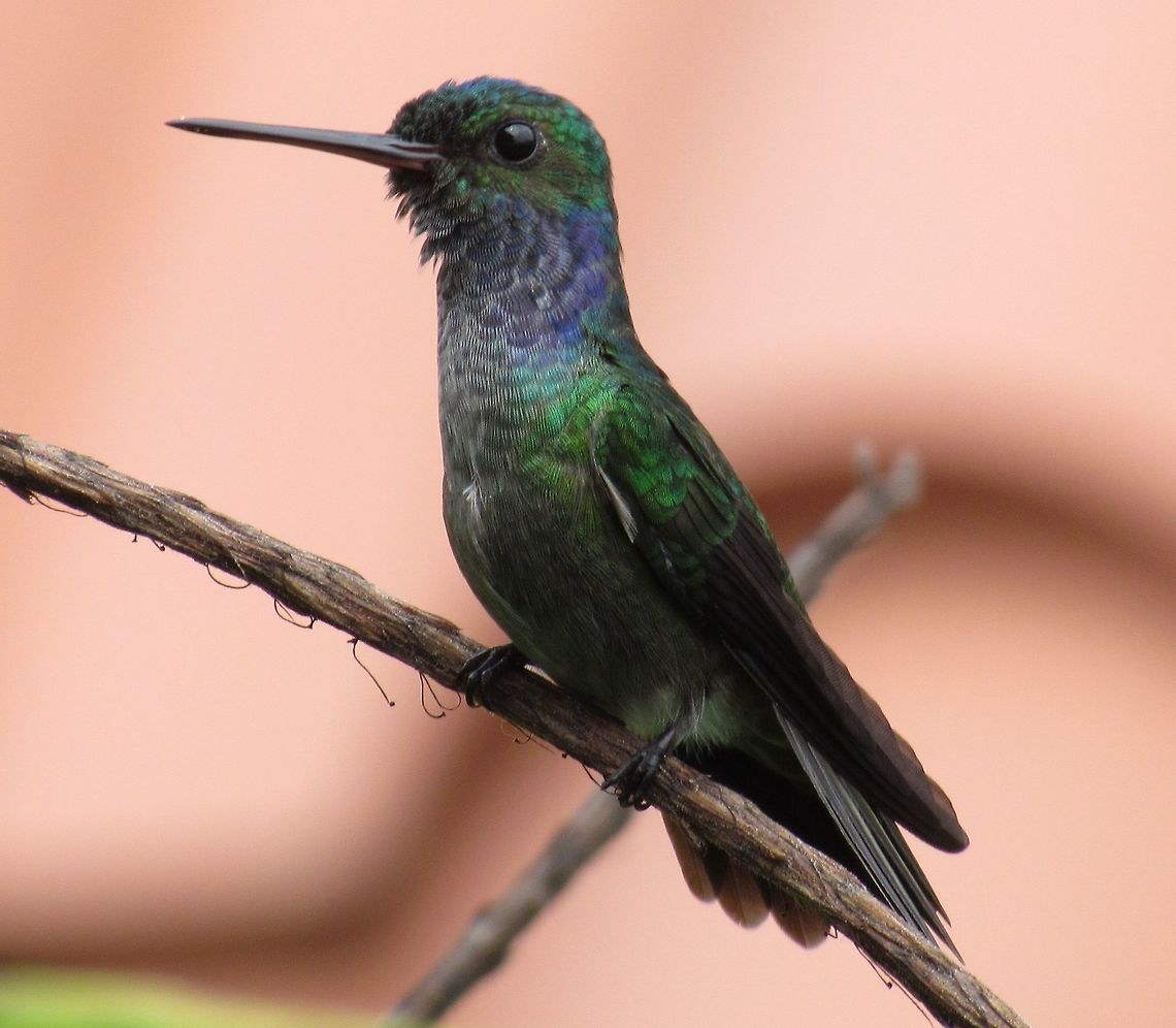 Prince Charming - The wonderfully named, irresistable Charming Hummingbird A small beautiful hummingbird (aren't they all?) that visited us every day on the rainforest canopy terrace of La Cusinga lodge in Costa Rica. Amazilia decora,Charming hummingbird,Cost Rica,Costa Rica,Geotagged,Spring