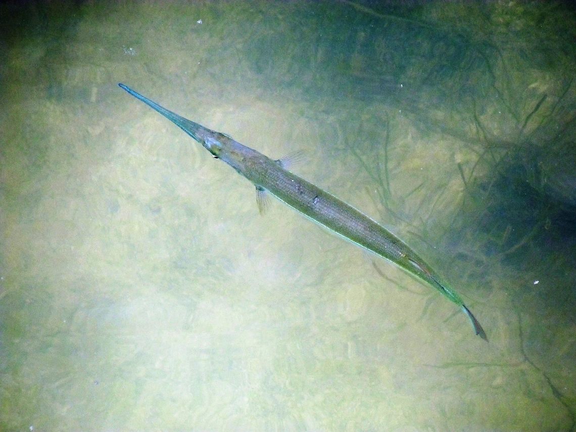 Flat Needlefish We saw these in the mangrove swamp waters off the coast of Yucatan - they are apparently very widespread throughout the ocenas of the world.  Ablennes hians,Flat needlefish,Geotagged,Mexico,Summer,Yucatan