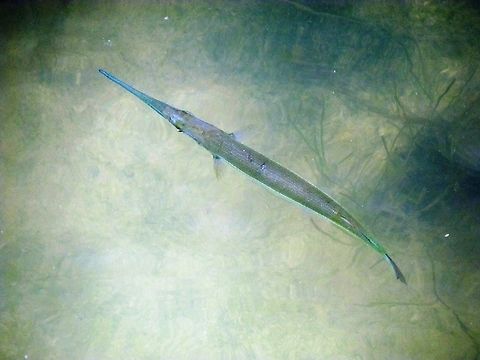 Flat Needlefish We saw these in the mangrove swamp waters off the coast of Yucatan - they are apparently very widespread throughout the ocenas of the world.  Ablennes hians,Flat needlefish,Geotagged,Mexico,Summer,Yucatan