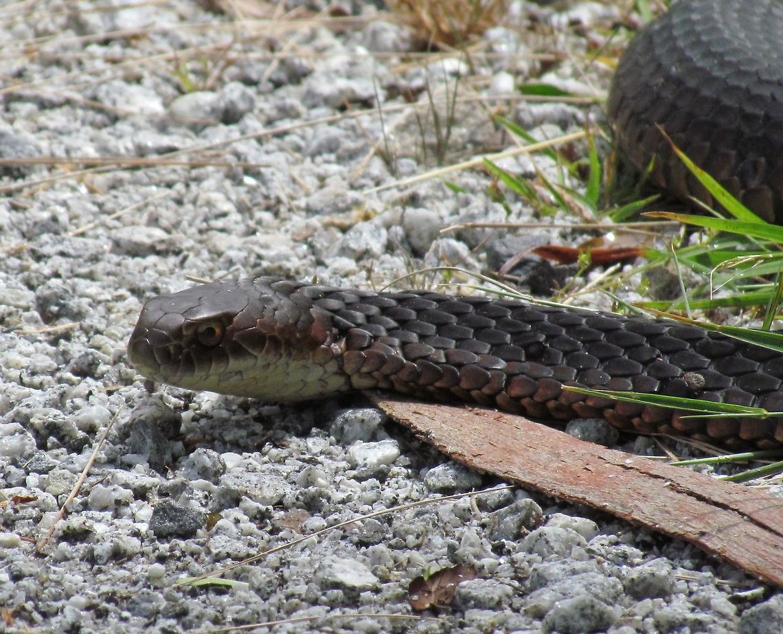 Australian Copperhead WE went hiking on a brilliant sunny morning after a night of pouring rain - perfect for the reptiles to come out and get some sun on the trail. We encountered several of these and the last one (here in the picture) was sprawled over the trail and we had to shoo it away before we could go on. Australia,Austrelaps superbus,Geotagged,Lowland copperhead,Phillip isl,Spring