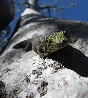 Geckos Rule! - Standings Day Gecko We saw several of these in Zombitse National Park in Madagascar - but I just love the pose of this one. Fall,Geotagged,Madagascar,Phelsuma standingi,Standings day gecko,Zombitse-Vohibasia National Park