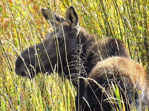 Moose mama enjoying the autumn colors We saw this female moose (pictured) and her baby in the marsh at Grand Teton National Park. My wife and I had visited many exotic places around the world in pursuit of interesting wildlife but this was (2015) our first visit to the Yellowstone area. I have to say, I was pleasantly surprised as it did not disappoint and we saw lots of big game (bison, bear, moose, elk, pronghorn, wolf). We were there in September and the Autumn colors were also spectacular. So by all means go to exotic lands, but some of the more familiar can aslo be worth a trip.  Alces alces,Grand Teton National Park,Moose