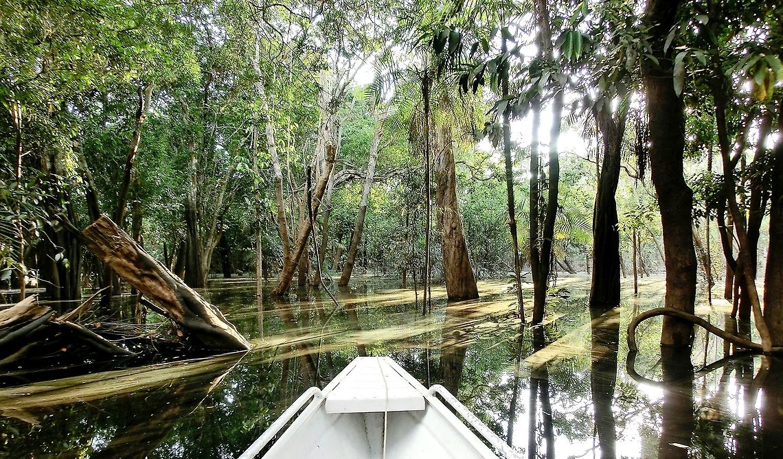 Amazon Sunken Forest The Amazon basin has a fascinating ecology which includes much of the forest being submerged during part of the year. Many of the plants and animals are especially adapted to this cycle of dry and under water, but it makes for a fantastical landscape best explored by canoe. This was taken on a tributary of the Rio Negro. Amazon,Brazil,Geotagged,Summer