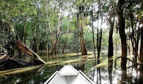 Amazon Sunken Forest The Amazon basin has a fascinating ecology which includes much of the forest being submerged during part of the year. Many of the plants and animals are especially adapted to this cycle of dry and under water, but it makes for a fantastical landscape best explored by canoe. This was taken on a tributary of the Rio Negro. Amazon,Brazil,Geotagged,Summer