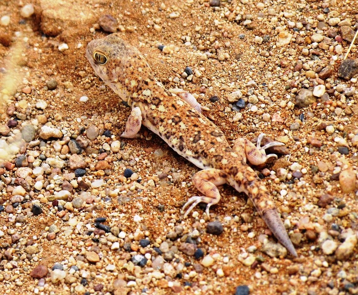 Common Barking Gecko Saw one of these at Sossusvlei in Namibia. They are hard to see against the stony ground. Common Barking Gecko,Gecko,Geotagged,Namibia,Ptenopus garrulus,Spring,namibia,sossusvlei