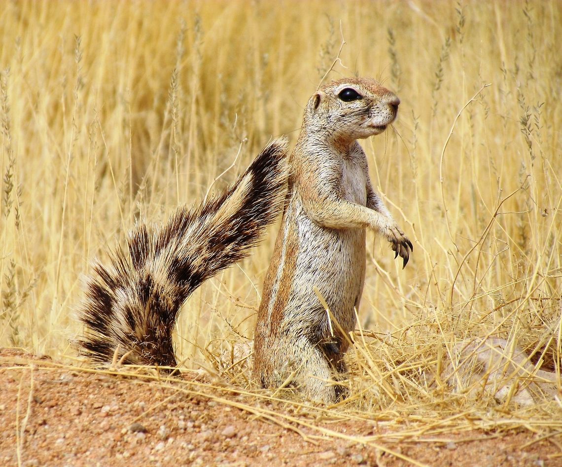 It's all in the tail - Mountain Ground Squirrel We saw this fellow put on a show with his tail in the desert scrub close to the Solitaire Guest farm. Geotagged,Mountain ground squirrel,Namibia,Spring,Xerus princeps,namibia