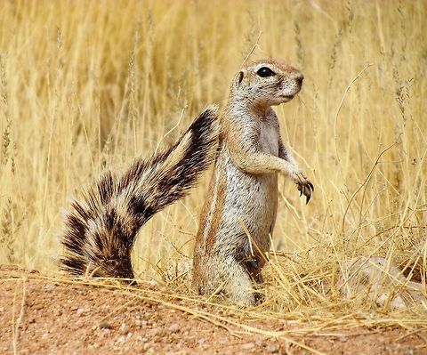 It's all in the tail - Mountain Ground Squirrel We saw this fellow put on a show with his tail in the desert scrub close to the Solitaire Guest farm. Geotagged,Mountain ground squirrel,Namibia,Spring,Xerus princeps,namibia
