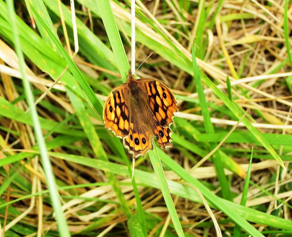 Speckled Wood Butterfly A coomon species but fun to identify. Geotagged,Pararge aegeria,Spain,Speckled Wood,Spring,llobregat delta,spain