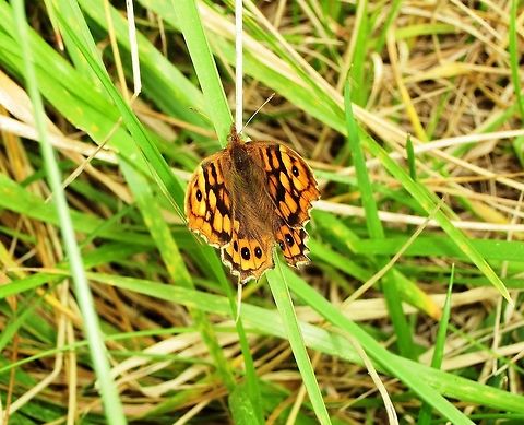 Speckled Wood Butterfly A coomon species but fun to identify. Geotagged,Pararge aegeria,Spain,Speckled Wood,Spring,llobregat delta,spain