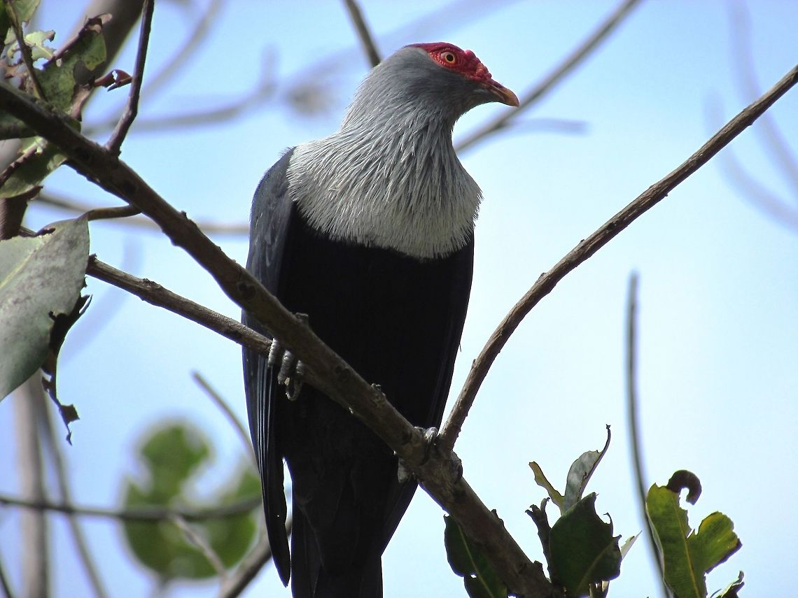 Seychelles Blue Pigeon A lovely unique pigeon that looks like nothing else - called by the locals the French flag bird due to the colors. They are very common all over the island of Praslin where we stayed and frequently hung around the pool while we relaxed in the sun. One of the easiest of the SEychelles endemics to observe. Alectroenas pulcherrimus,Geotagged,Seychelles,Seychelles blue pigeon,Spring,praslin