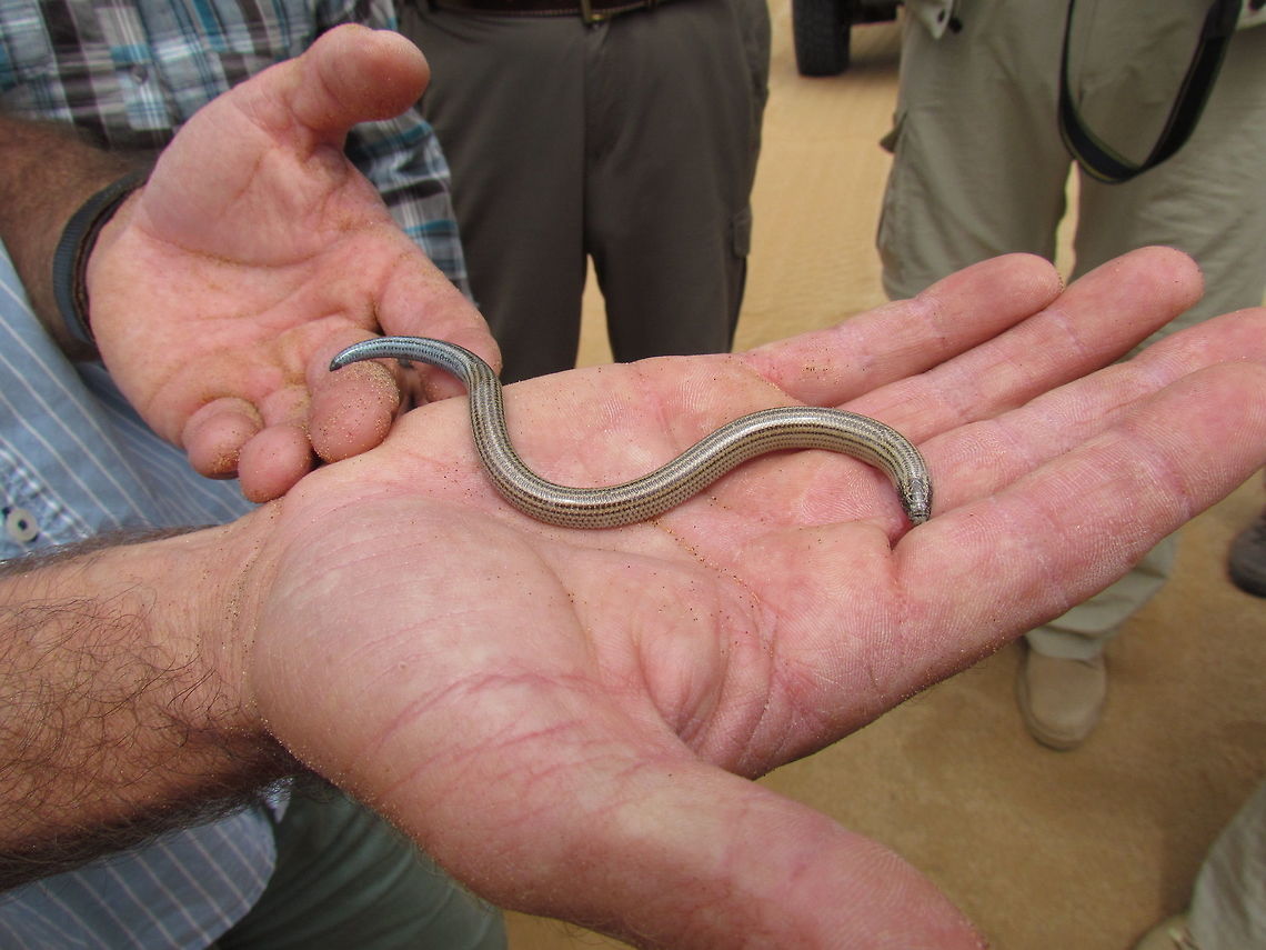 Fitzsimons Burrowing Skink An amazing little critter found &quot;in&quot; the sand dunes of the Namib Desert and seen on the &quot;Living Desert&quot; tour.  FitzSimons burrowing skink,Geotagged,Namibia,Spring,Typhlacontias brevipes,namib desert,skink