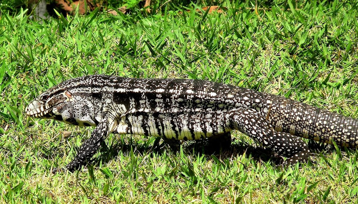 One Big Lizard - the Argentine Black & White Tegu We saw these while visiting the Pantanal, those incredible wetlands in southern Brazil, and this one just strolled out onto the pool area at our lodge to the amazement of all the guests! Argentine Black and White Tegu,Argentine black and white tegu,Brazil,Geotagged,Pantanal,Summer,Tupinambis merianae,merianae