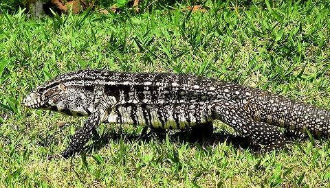 One Big Lizard - the Argentine Black & White Tegu We saw these while visiting the Pantanal, those incredible wetlands in southern Brazil, and this one just strolled out onto the pool area at our lodge to the amazement of all the guests! Argentine Black and White Tegu,Argentine black and white tegu,Brazil,Geotagged,Pantanal,Summer,Tupinambis merianae,merianae