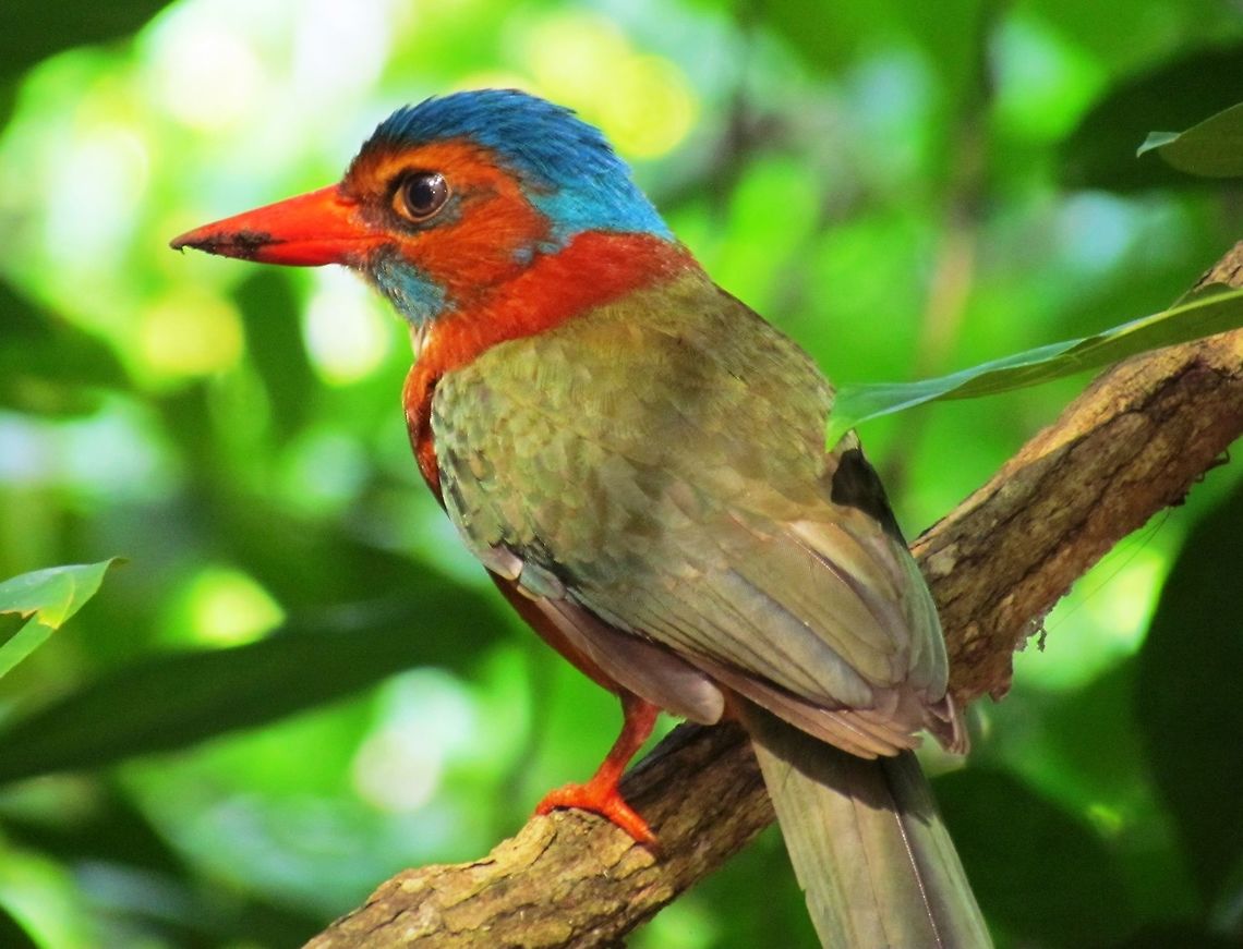 Green-backed Kingfisher A beautiful kingfisher (aren&#039;t they all) but difficult to photograph as they tend to inhabit dense tropical forest. I saw this one in Tangoko National Park, Sulawesi Actenoides monachus,Fall,Geotagged,Indonesia,Sulawesi,Tangoko NP,green-backed kingfisher