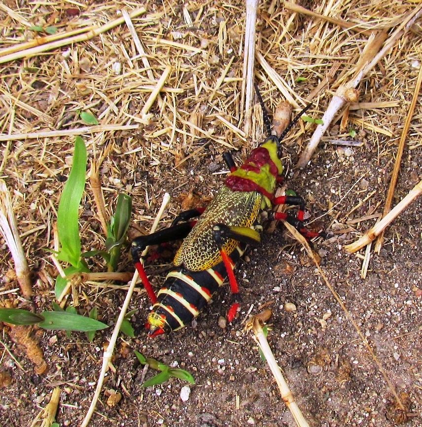 Koppie Foam Grasshopper This grasshopper is just outrageously colored and varies considerably - what is not to love? Dictyophorus spumans,Geotagged,Grasshopper,Namibia,Spring,namibia