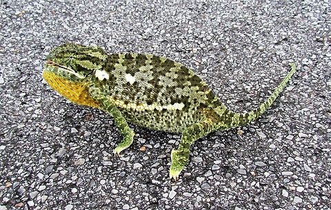 Flap-necked Chameleon-1 This picture needs to be paired with the next one - they are both of the same individual photographed only about 3 min apart. We saw this chameleon trying to cross the road near Waterberg NP in Namibia, so stopped to help it. I scooped it into my safari hat and carried it over to the brush on the side of the road and was amazed to see it completely change color before my eyes. One always hears that chameleons are famous for this, but you rarely actually see it in nature - and here it was happening before my eyes. Sure enough, it had little to do with the background but with its emotions - as it got agitated from being transported in my hat it turned from a light green to a dark almost black (see next photo). 

https://www.jungledragon.com/image/49410/flap-necked_chameleon-2.html Chamaeleo dilepis,Geotagged,Namibia,Spring,flap necked chameleon,namibia,waterberg