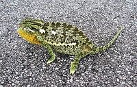 Flap-necked Chameleon-1 This picture needs to be paired with the next one - they are both of the same individual photographed only about 3 min apart. We saw this chameleon trying to cross the road near Waterberg NP in Namibia, so stopped to help it. I scooped it into my safari hat and carried it over to the brush on the side of the road and was amazed to see it completely change color before my eyes. One always hears that chameleons are famous for this, but you rarely actually see it in nature - and here it was happening before my eyes. Sure enough, it had little to do with the background but with its emotions - as it got agitated from being transported in my hat it turned from a light green to a dark almost black (see next photo). <br />
<br />
https://www.jungledragon.com/image/49410/flap-necked_chameleon-2.html Chamaeleo dilepis,Geotagged,Namibia,Spring,flap necked chameleon,namibia,waterberg