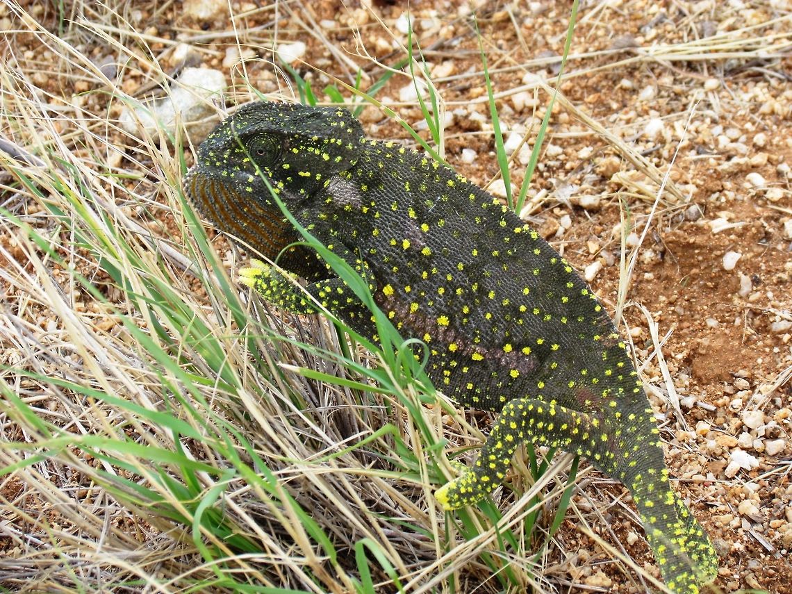 Flap-necked Chameleon-2 See previous photo - within a few minutes this little fellow almost completely changed color before my eyes from a lovely greenish pattern to almost black with greenish yellow spots. It was due to agitation at being helped across the street.<br />
<figure class="photo"><a href="https://www.jungledragon.com/image/49409/flap-necked_chameleon-1.html" title="Flap-necked Chameleon-1"><img src="https://s3.amazonaws.com/media.jungledragon.com/images/2813/49409_thumb.JPG?AWSAccessKeyId=05GMT0V3GWVNE7GGM1R2&Expires=1769040010&Signature=ret1hwDw%2B%2B8eo%2BmdM2cNFnmxONQ%3D" width="200" height="128" alt="Flap-necked Chameleon-1 This picture needs to be paired with the next one - they are both of the same individual photographed only about 3 min apart. We saw this chameleon trying to cross the road near Waterberg NP in Namibia, so stopped to help it. I scooped it into my safari hat and carried it over to the brush on the side of the road and was amazed to see it completely change color before my eyes. One always hears that chameleons are famous for this, but you rarely actually see it in nature - and here it was happening before my eyes. Sure enough, it had little to do with the background but with its emotions - as it got agitated from being transported in my hat it turned from a light green to a dark almost black (see next photo). <br />
<br />
https://www.jungledragon.com/image/49410/flap-necked_chameleon-2.html Chamaeleo dilepis,Geotagged,Namibia,Spring,flap necked chameleon,namibia,waterberg" /></a></figure> Chamaeleo dilepis,Geotagged,Namibia,Spring,flap necked chameleon,namibia,waterberg