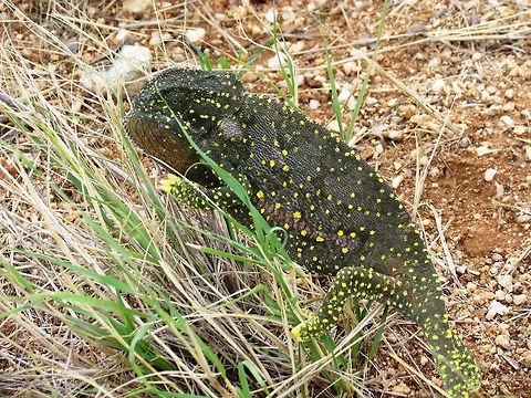 Flap-necked Chameleon-2 See previous photo - within a few minutes this little fellow almost completely changed color before my eyes from a lovely greenish pattern to almost black with greenish yellow spots. It was due to agitation at being helped across the street.
https://www.jungledragon.com/image/49409/flap-necked_chameleon-1.html Chamaeleo dilepis,Geotagged,Namibia,Spring,flap necked chameleon,namibia,waterberg