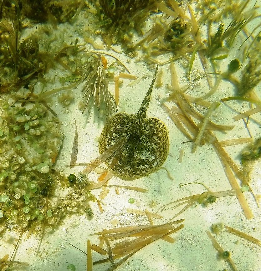 Yellow Stingray This one was just sitting there on the sea floor off the coast of the Yucatan peninsula so I could dive down (I was only snorkeling) and get a somewhat better picture. Geotagged,Mexico,Urobatis jamaicensis,Winter,Yucatan,yellow stingray