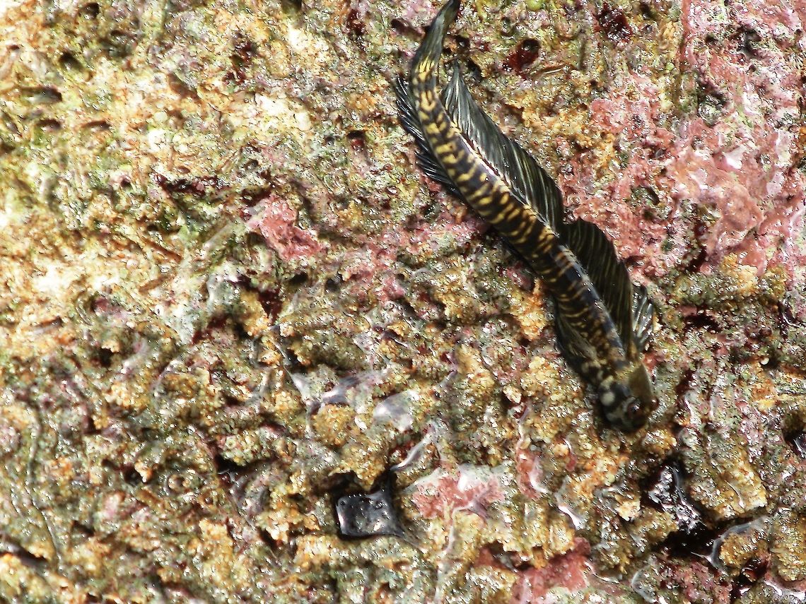Sri Lanka Blenny This is a very interesting photograph, as it was taken at the coast of Sri Lanka (Tangalle), on some rocks next to the beach. If you look around for the species identification, you will discover that it only looks like two species (Alticus monochrus or Alticus anjouanae) neither of which is said to occur in Sri Lanka! Since monochrus occurs much closer (the Maldives), I have decided it must be this one - but if anyone has any other thoughts I would be very interested in hearing them. If true, this would mean that Wikipedia and Fishbase are currently wrong! Alticus monochrus,Fall,Geotagged,Sri Lanka,Tangalle