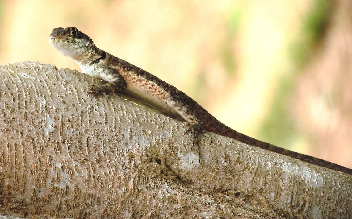 Amazon Lava Lizard in the rainforest - not on lava. We saw some of these in our rainforest lodge (Tariri) in the Amazon near Manaus. Unlike the Galapagos Lava Lizards, that actually live on lava - these are rainforest lizards and can be fairly easily approached. Amazon,Brazil,Geotagged,Tropidurus torquatus,Winter