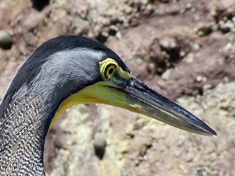 Bare-throated Tiger Heron close-up Just a nice close-up of a cool bird, I think. Bare-throated Tiger Heron,Costa Rica,Geotagged,Spring,Tigrisoma mexicanum,maquenque lodge