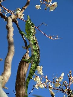 Antimena Chameleon We could get right up close to this one for some great views and a couple of good pictures at Ifaty Forest in Madagascar Furcifer antimena,Geotagged,Ifaty spiny forest,Madagascar,Spiny Forest,Spring,antimena chameleon