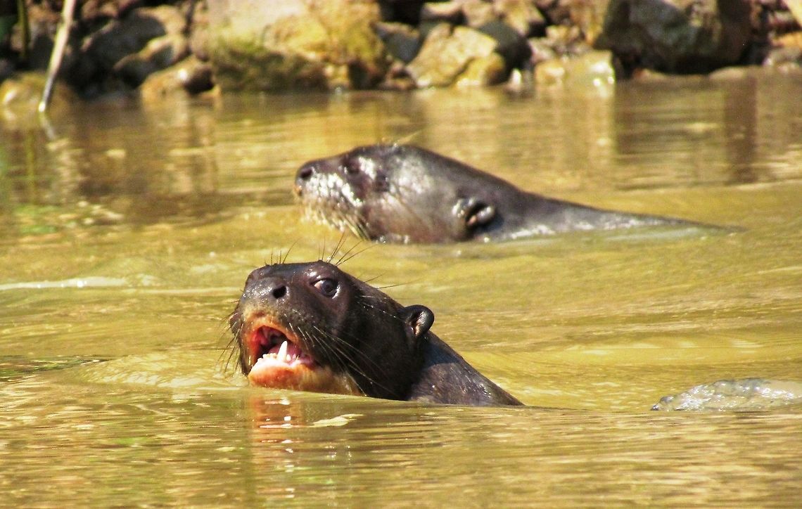 Giant Otter out for a swim We saw a family group of these amazing creaturs in the Pantanal while boating around the rivers looking for jaguars. No jaguars- but lots of other fascinating wildlife like these. Brazil,Geotagged,Giant otter,Pantanal,Pteronura brasiliensis,Winter