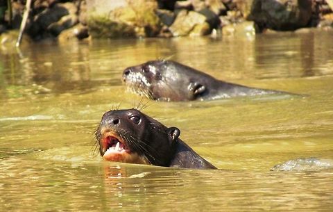 Giant Otter out for a swim We saw a family group of these amazing creaturs in the Pantanal while boating around the rivers looking for jaguars. No jaguars- but lots of other fascinating wildlife like these. Brazil,Geotagged,Giant otter,Pantanal,Pteronura brasiliensis,Winter
